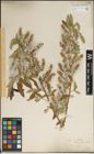 Foto von Salix laevigata Bebb